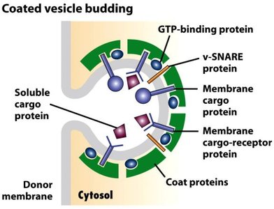 Coated vesicle budding with labeled components