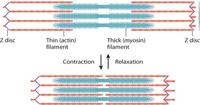 Sarcomere structure and muscle contraction