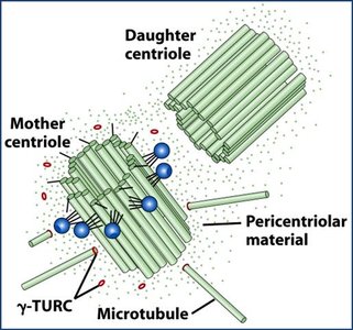 Centrosome structure with γ-TuRC and centrioles