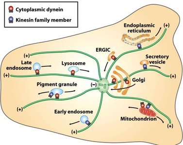 Microtubule motor proteins and organelle transport