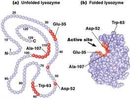 Active site of lysozyme