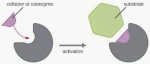 Cofactor or coenzyme binding