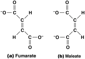 Fumarate and maleate structures