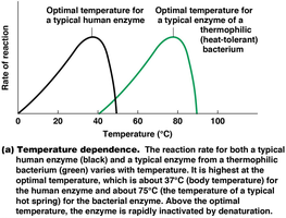 Optimal temperature for enzymes