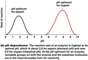 pH dependence of enzyme activity