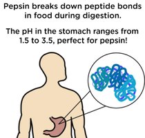Pepsin activity in the stomach