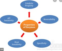 Properties of enzymes diagram