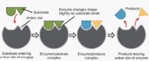 Induced fit model of enzyme action