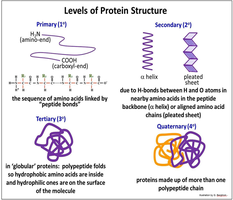 Levels of protein structure