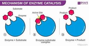 Mechanism of enzyme catalysis
