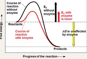 Enzyme lowers activation energy barrier