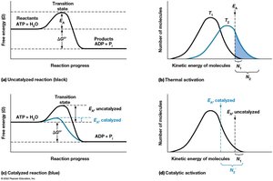 Catalytic activation and thermal activation diagrams
