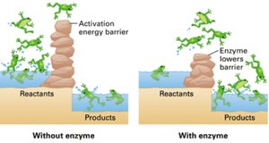 Frog analogy for activation energy barrier