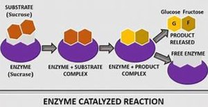 Enzyme catalyzed reaction sequence