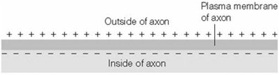 Diagram of membrane potential across axon
