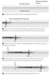 Diagram of action potential propagation along axon