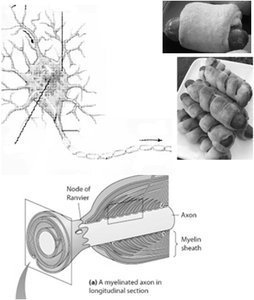 Myelinated axon and saltatory conduction