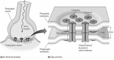 Diagram of electrical synapse and gap junctions