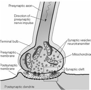 Diagram of chemical synapse structure