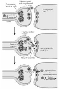 Steps of neurotransmitter release and synaptic transmission