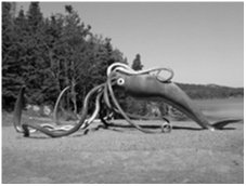 Squid, used in classic axon studies