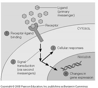 Overview of signal transduction from ligand binding to gene expression