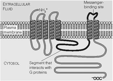 Structure of a GPCR in the membrane