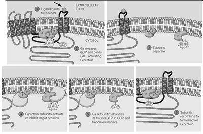G protein activation/inactivation cycle