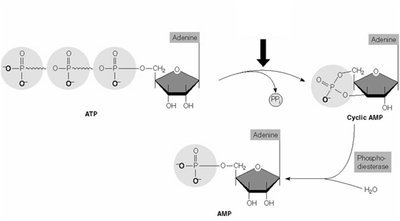 Common second messengers: cAMP, IP3, Ca2+