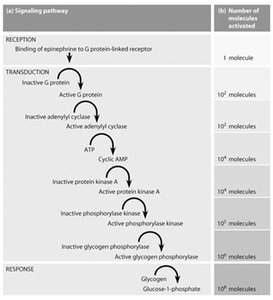 Epinephrine signaling pathway example