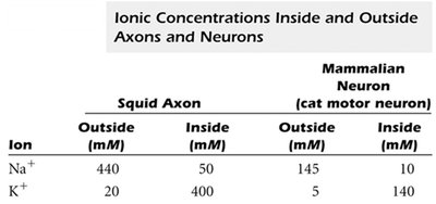 Table of ionic concentrations inside and outside axons and neurons