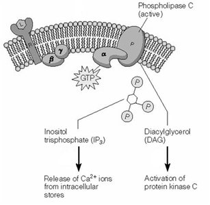 Function of IP3 and DAG as second messengers