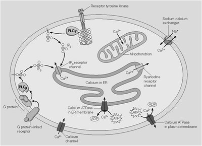 Overview of calcium regulation in cells