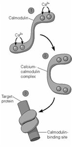 Calcium-calmodulin complex structure and function