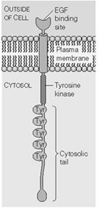 EGF receptor structure
