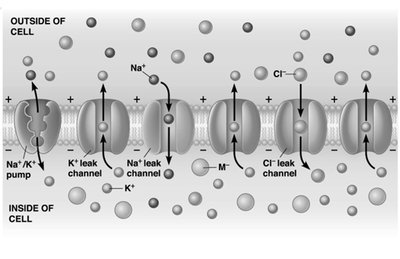 Diagram of ion channels and pumps in the membrane