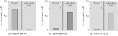 Bar graphs of K+, Na+, and Cl- concentrations inside and outside the cell