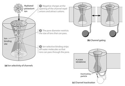 Ion selectivity, gating, and inactivation in ion channels
