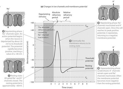 Action potential phases and ion channel states
