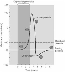 Graph of action potential with phases labeled