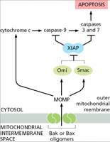 XIAP inhibition to drive apoptosis
