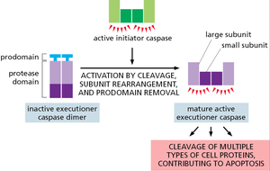 Executioner caspase activation pathway