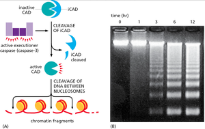 DNA fragmentation during apoptosis