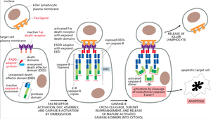 Extrinsic apoptosis pathway (Fas receptor-mediated)