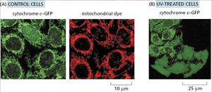 Cytochrome c release in intrinsic apoptosis