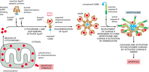 Intrinsic apoptosis pathway diagram