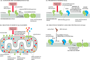 Bcl-2 proteins in apoptosis