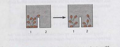 Jumping Bean Analogy: Equilibrium
