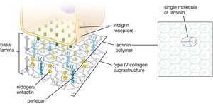 Basement membrane structure with integrin receptors, laminin, and type IV collagen