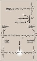 Lysyl oxidase reaction forming allysine for collagen cross-linking